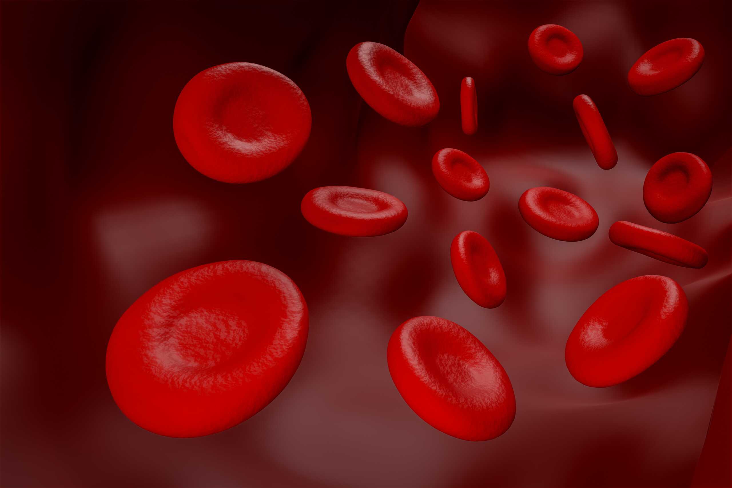 Illustration of red blood cells in blood flow